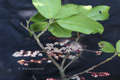 Elaeocarpus gaussenii